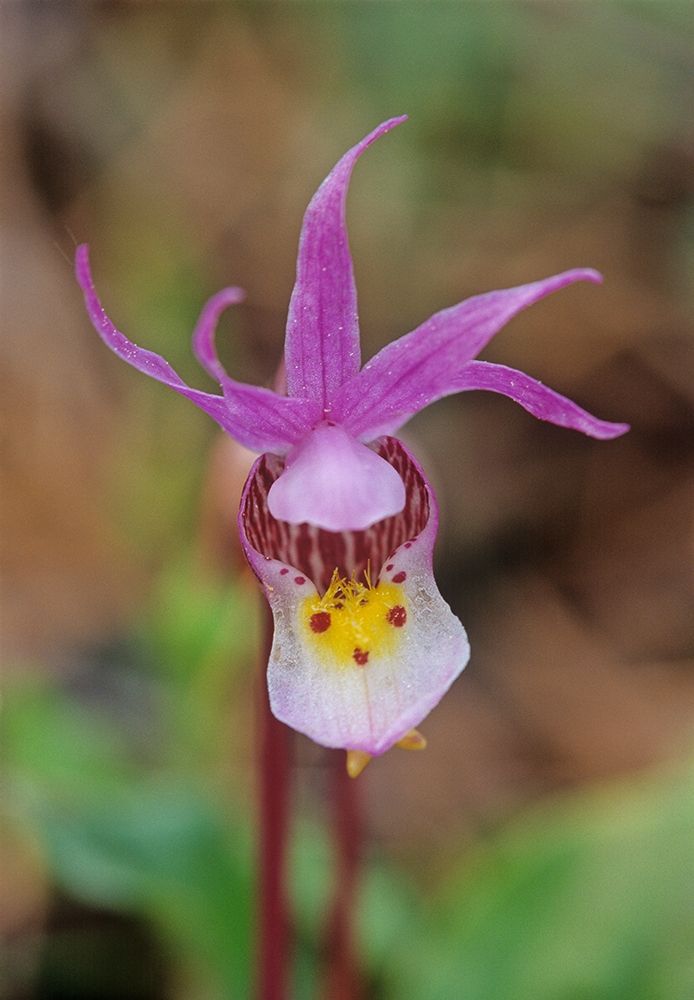 Canada-Manitoba-Agassiz Provincial Forest Calypso orchid close-up art print by Jaynes Gallery for $57.95 CAD